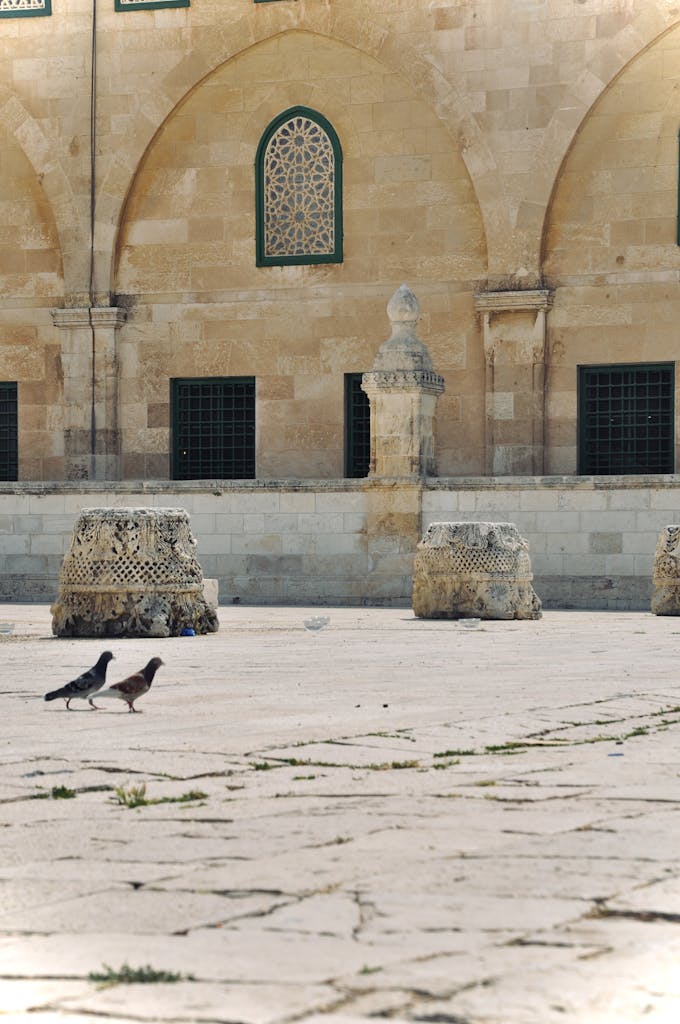 Pigeons walking in the courtyard of Masjid Al-Aqsa, Jerusalem's historic mosque.